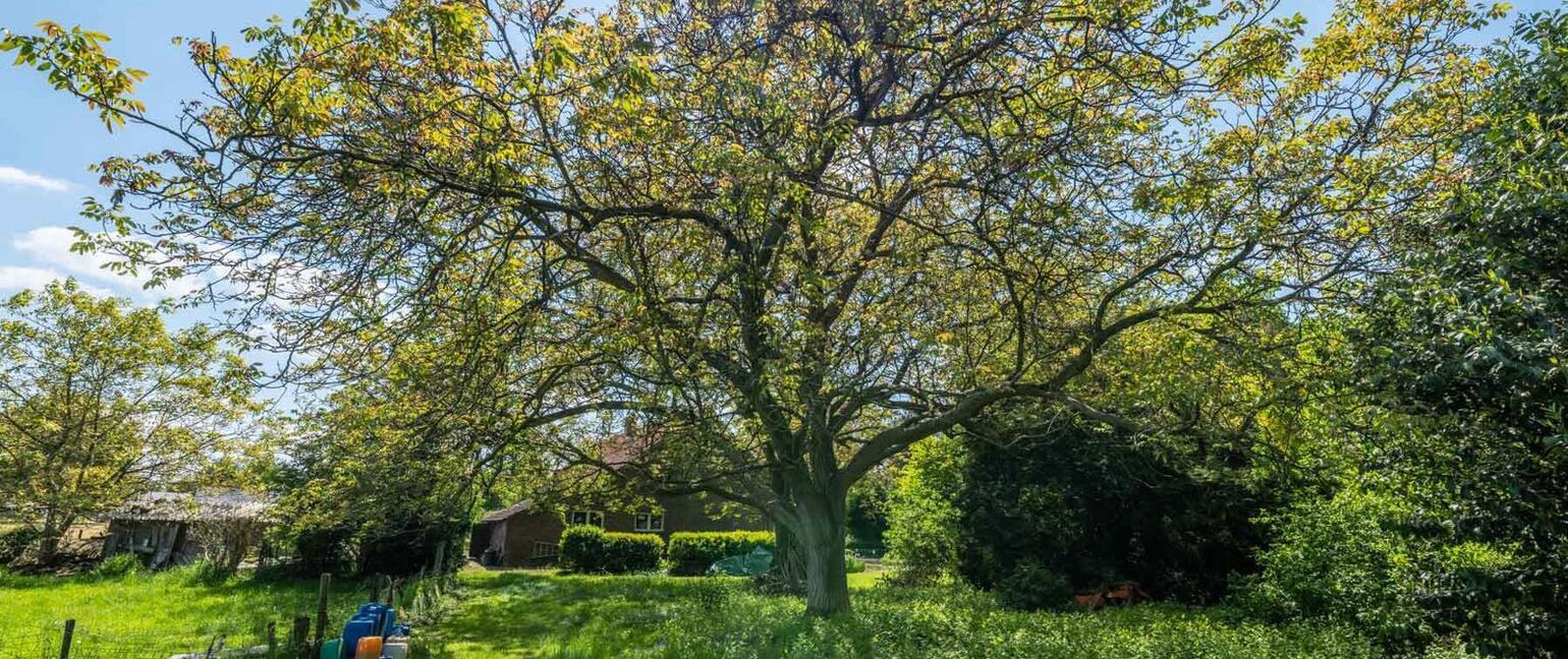 Bouwgrond te koop in Maaseik